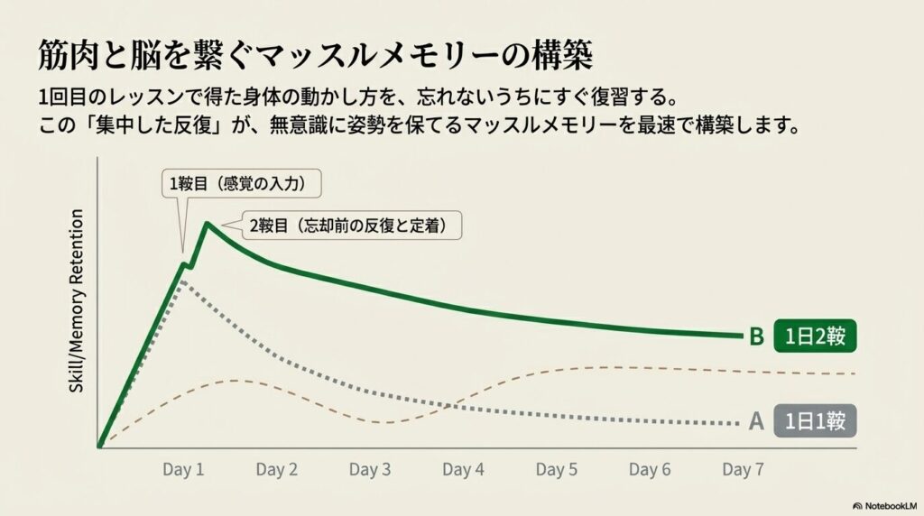 1日1鞍と1日2鞍の乗馬スキル定着率とマッスルメモリー構築の比較グラフ