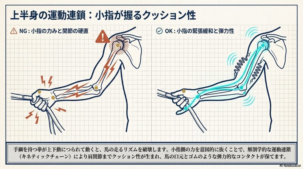乗馬の軽速歩における手綱の握り方と小指の緊張緩和による運動連鎖