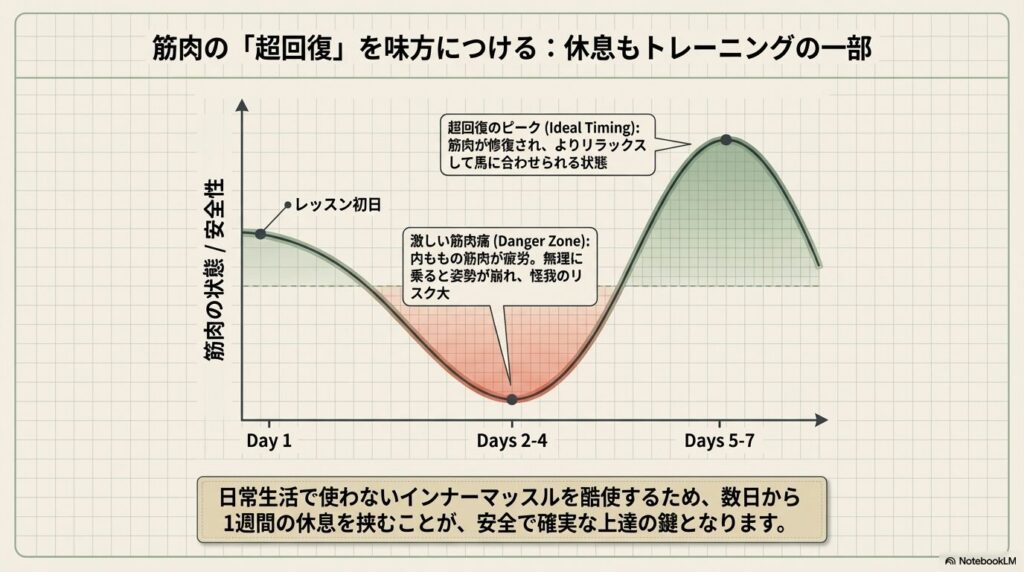 乗馬レッスンにおける筋肉の超回復と休息の重要性を示すグラフ