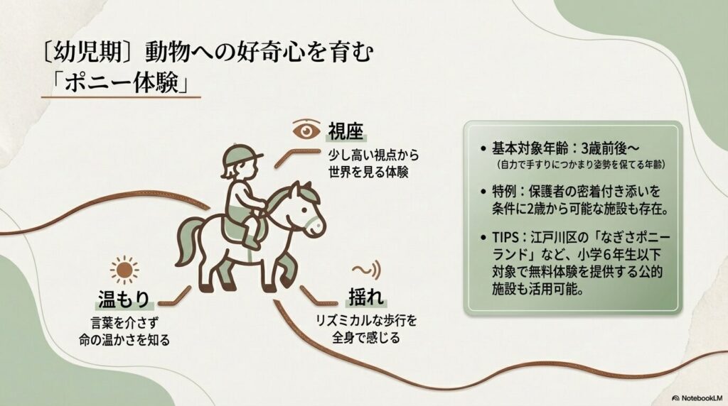 3歳前後から可能なポニーの乗馬体験で動物への好奇心と命の温もりを学ぶ幼児期