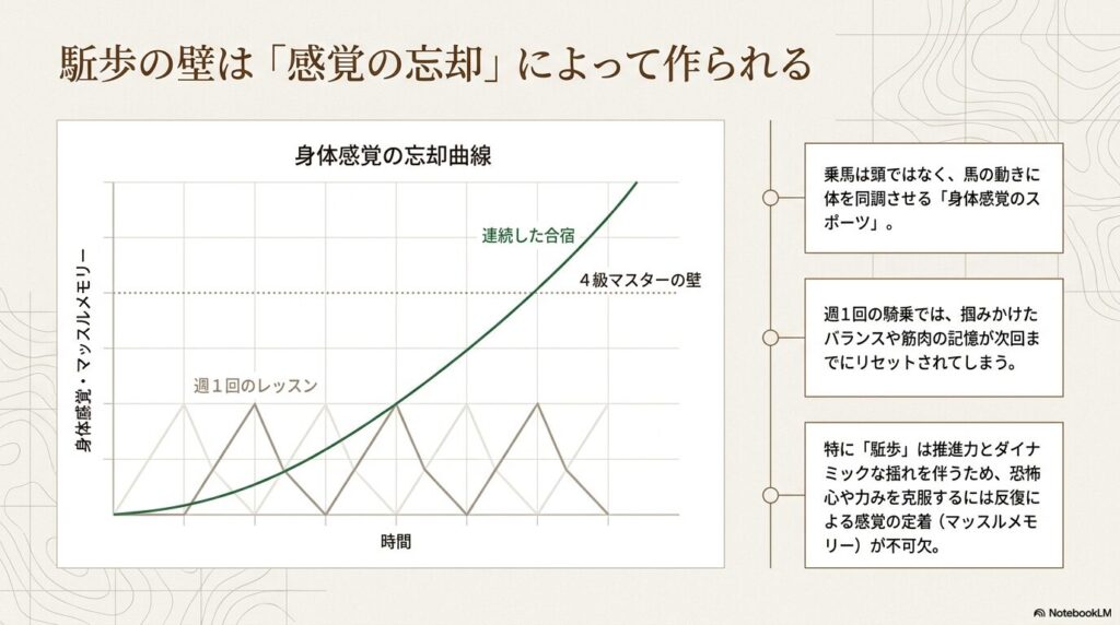 週1回の乗馬レッスンと連続した合宿における身体感覚(マッスルメモリー)の忘却曲線の比較グラフ