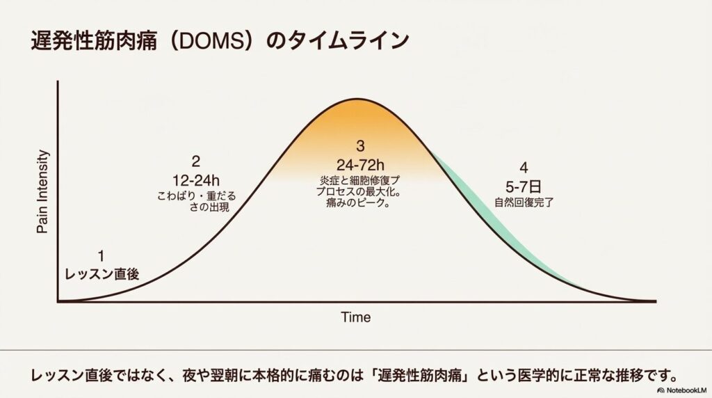 乗馬後の遅発性筋肉痛のタイムラインを示すグラフ。運動後24時間から72時間で痛みがピークに達する推移