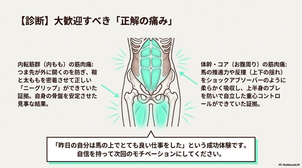 乗馬の正しい姿勢維持に必要な腹筋と内ももの筋肉構造を示すイラスト