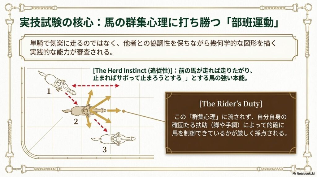 部班運動における馬の群集心理と騎乗者の役割を解説した図解